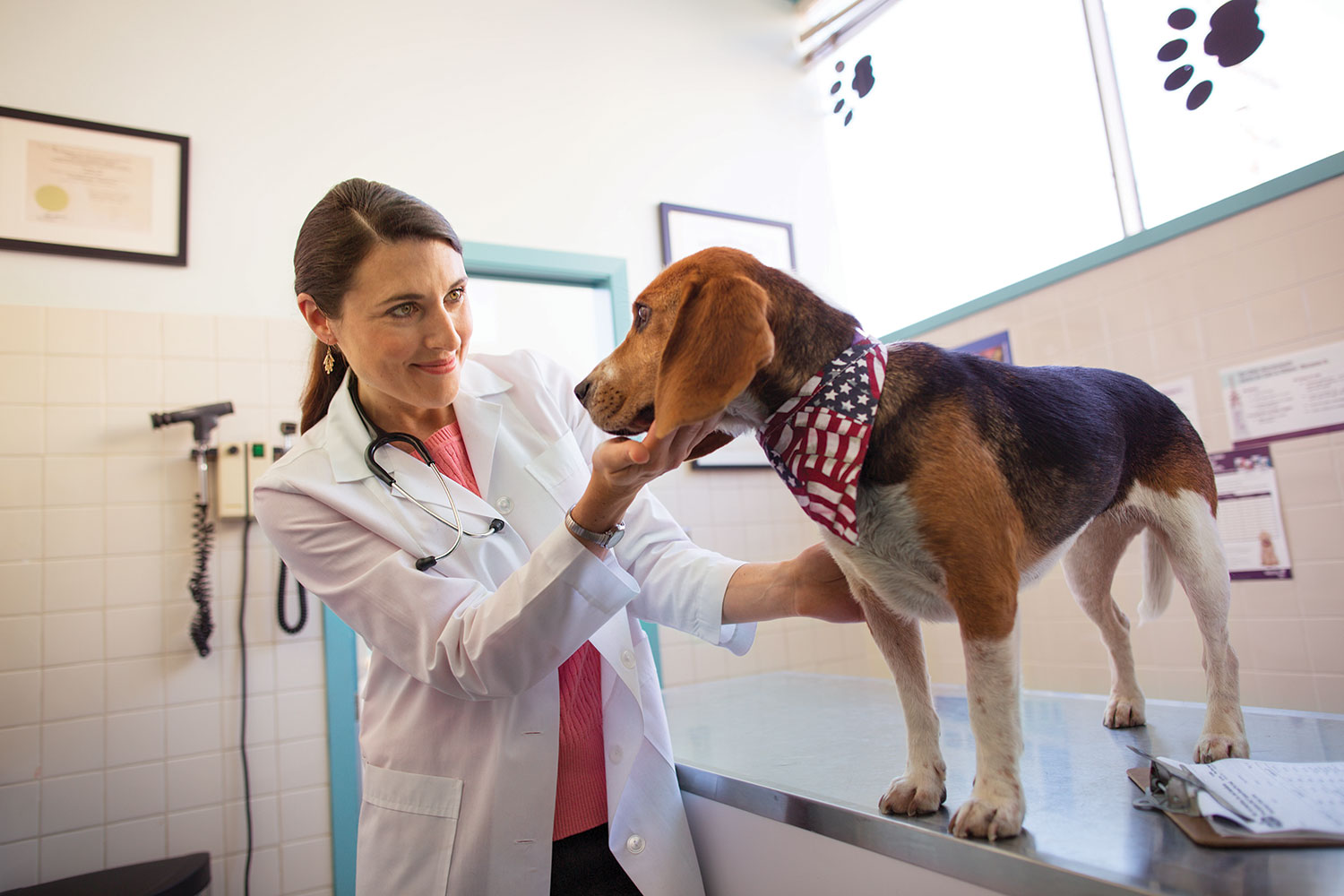 Veterinarian examines dog