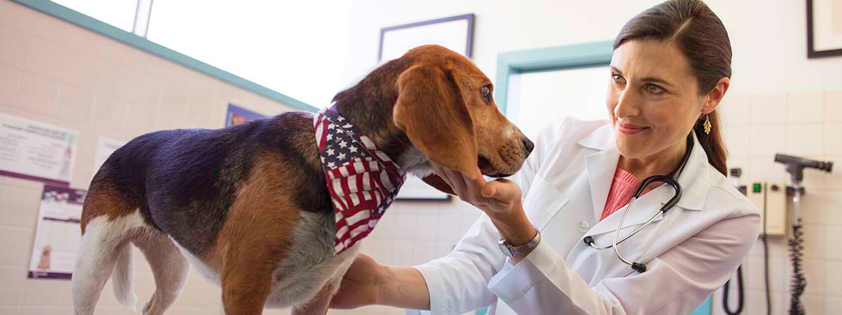 Veterinarian with dog