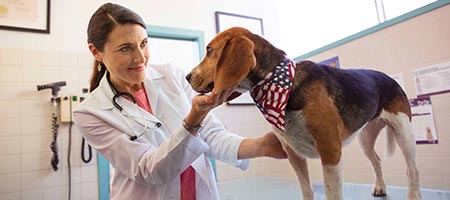 resources for injured veterinarians 